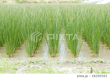 ビーグ（イ草）畑 38200565