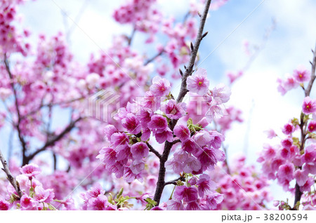 寒緋桜 寒緋桜 38200594