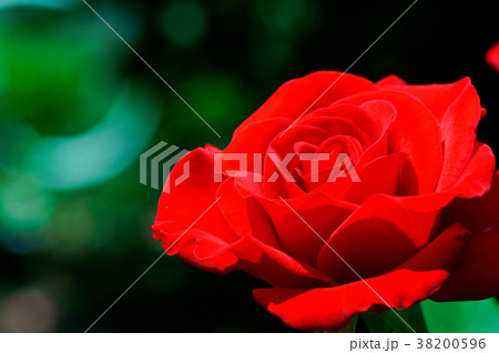 真っ赤な薔薇 真っ赤な薔薇 38200596