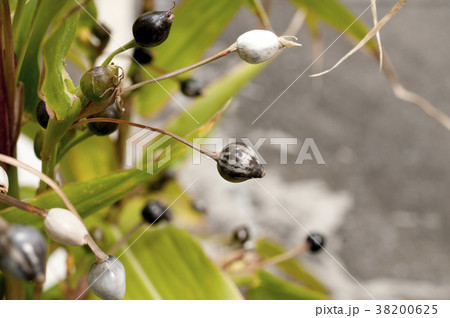 数珠玉 数珠玉 38200625