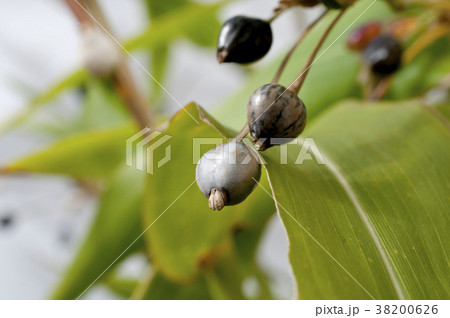 数珠玉 数珠玉 38200626