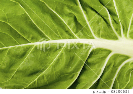 フダンソウ フダンソウ 38200632