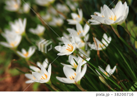 タマスダレの花 38200716