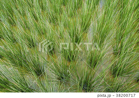 ビーグ（イ草）畑 38200717