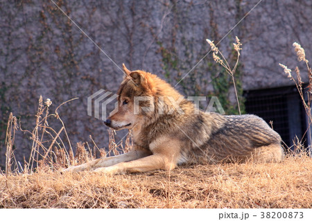 オオカミ 伏せのポーズの写真素材 [38200873] - PIXTA