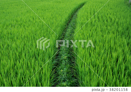 close up rice field paddy field rice natural 38201158