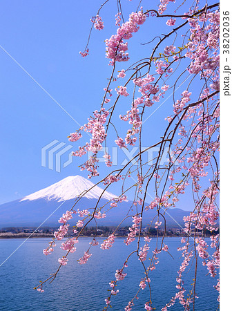 河口湖畔からの春の風景-777406 河口湖畔からの春の風景-777406 38202036