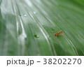 Ant is on the tropical palm leaf. 38202270