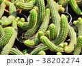 Close up cactus cultivation in pots. 38202274