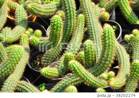 Close up cactus cultivation in pots. 38202274