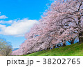 背割堤の桜 38202765