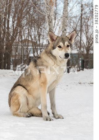 Beautiful female dog of Saarloos wolfhound in 38202779
