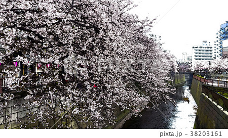 桜 さくら サクラ 38203161