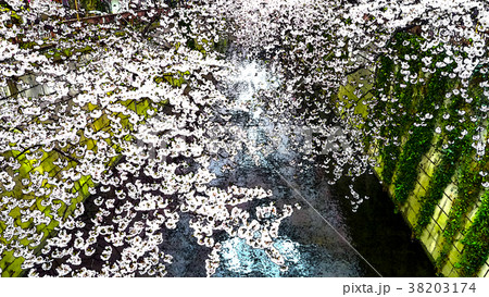 桜 さくら サクラ 38203174