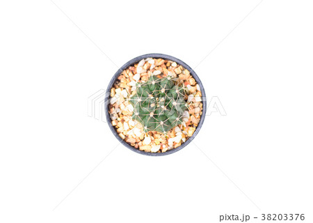 Cactus in small pot isolated on white background 38203376