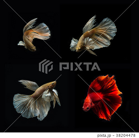 Fighting Fish on black background collection 38204478