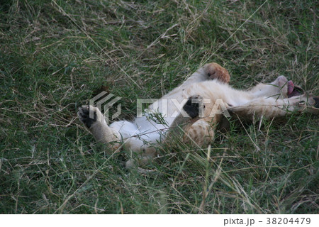 ライオン 38204479