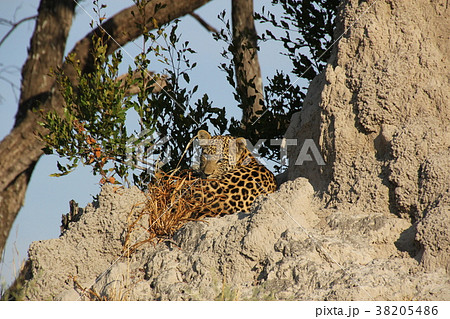 チーター ヒョウ チーター ヒョウ 38205486