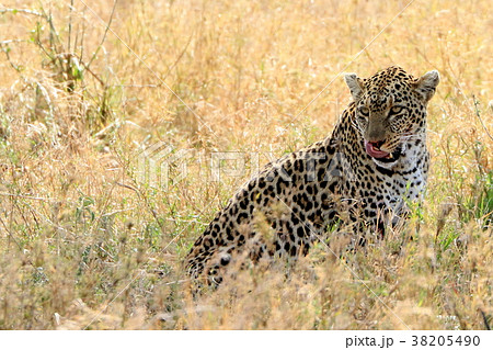 チーター ヒョウの写真素材