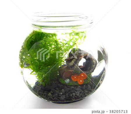 アカヒレ アクアリウム アカヒレ アクアリウム 38205713