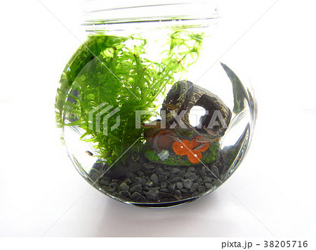 アカヒレ アクアリウム アカヒレ アクアリウム 38205716