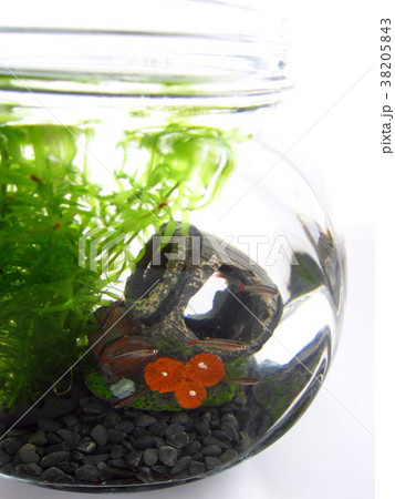 アカヒレ　アクアリウム 38205843