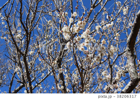 古木の梅の花と快晴の空4 古木の梅の花と快晴の空4 38206317