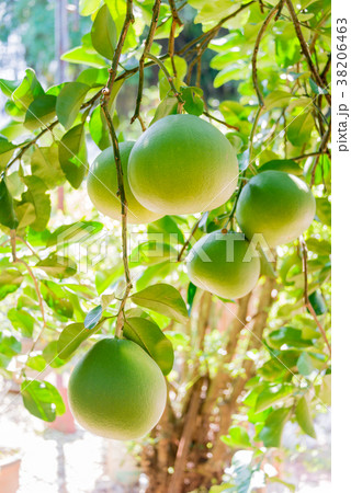 マレーシア イポーのポメロフルーツファームの写真素材