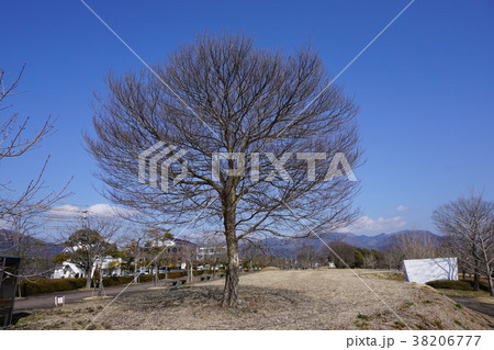 落葉した冬のケヤキ 落葉した冬のケヤキ 38206777