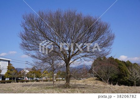 落葉した冬のケヤキ 38206782