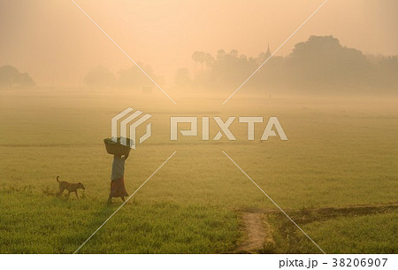 Indian housewife walking home through the fields 38206907
