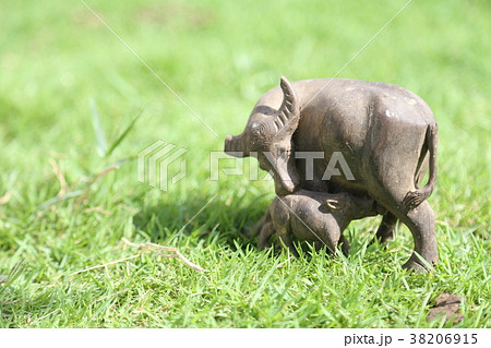 The small buffalo mother and baby at green fields The small buffalo mother and baby at green fields 38206915