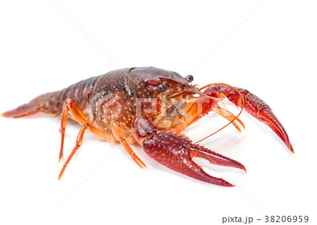 Crayfish Procambarus clarkii ghost Crayfish Procambarus clarkii ghost 38206959