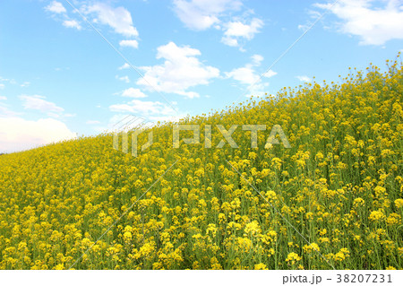 土手に咲く満開の菜の花と青空2 土手に咲く満開の菜の花と青空2 38207231