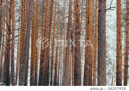 Background of trunks of pine trees in forest 38207458