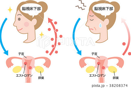 更年期障害　エストロゲン 38208374