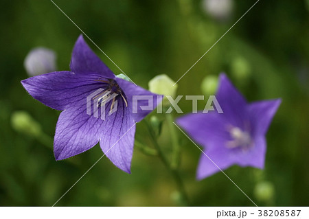 桔梗 38208587