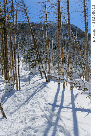 縞枯山と茶臼山の鞍部の枯れ木 縞枯山と茶臼山の鞍部の枯れ木 38208613