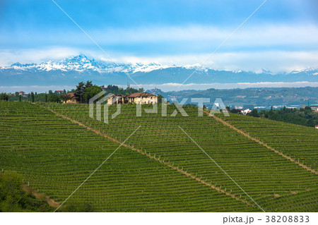 Vineyards of Langhe, Piedmont. 38208833
