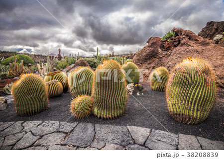 Cactuses in the Cactus garden, Lanzarote, Canary  38208839