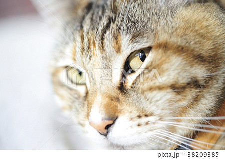 Cat Staring With Yokome Stock Photo