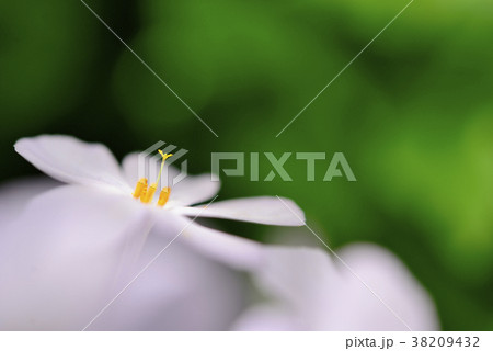フロックスの花芯と緑の背景 38209432