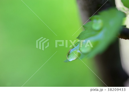ケヤキの葉と水滴 38209433