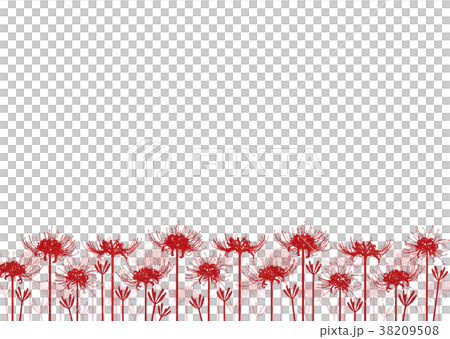 背景素材_彼岸花(赤) 背景素材_彼岸花(赤) 38209508
