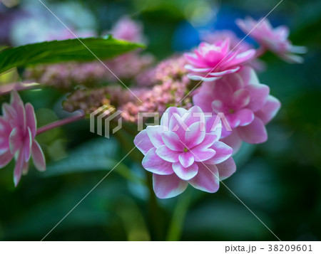 額紫陽花 38209601