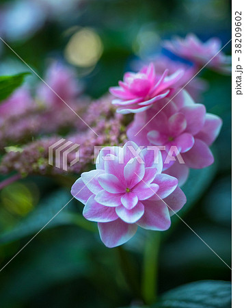 額紫陽花 38209602