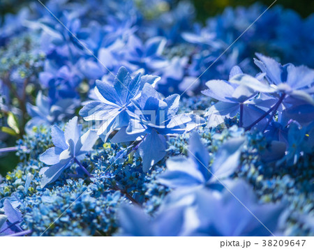 額紫陽花 38209647