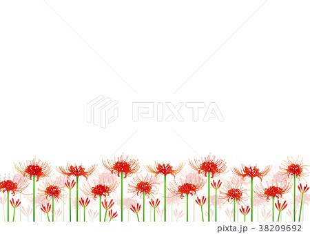 背景素材_彼岸花 38209692