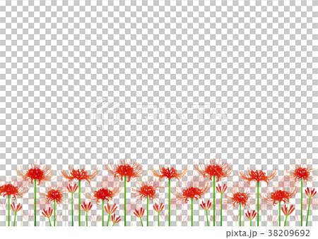 背景素材_彼岸花 38209692