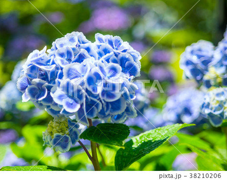 紫陽花 モナリザ 紫陽花 モナリザ 38210206